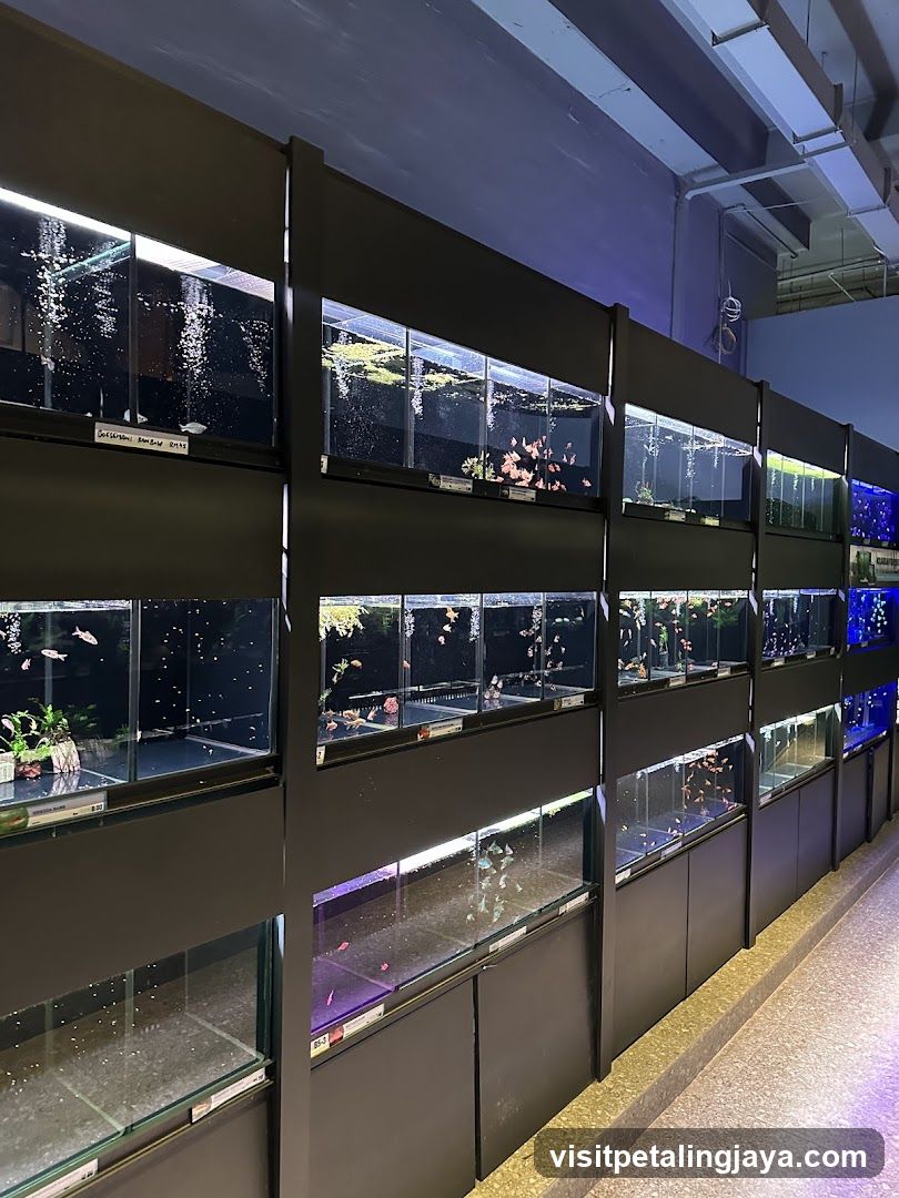 Aquarium Display Tanks