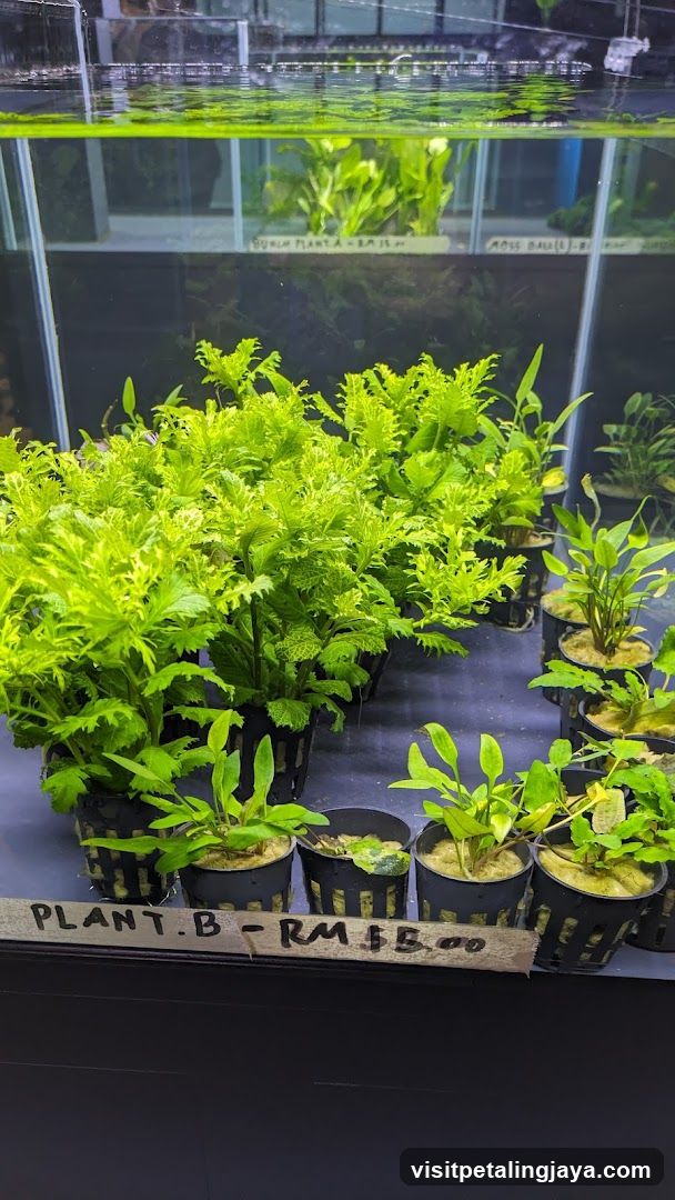 Aquarium Plants Display