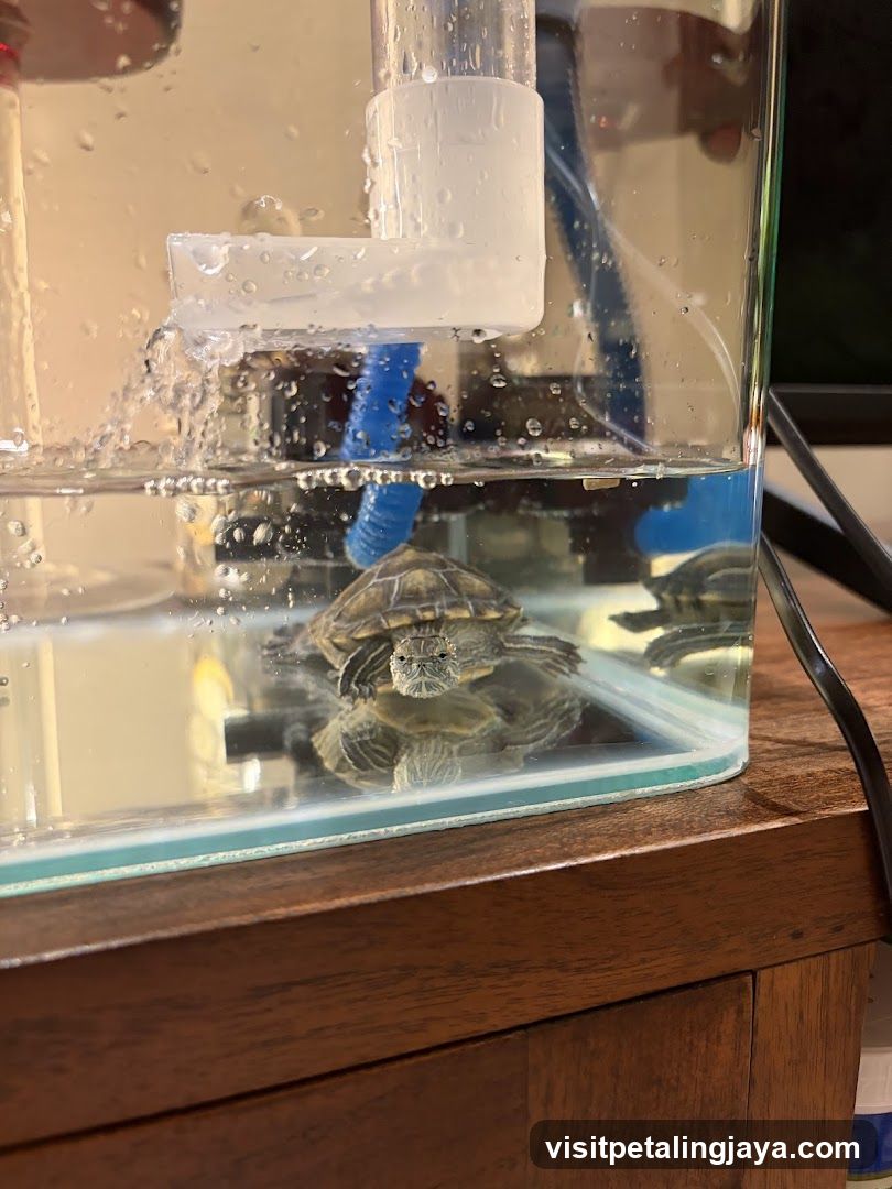 Turtle in Aquarium