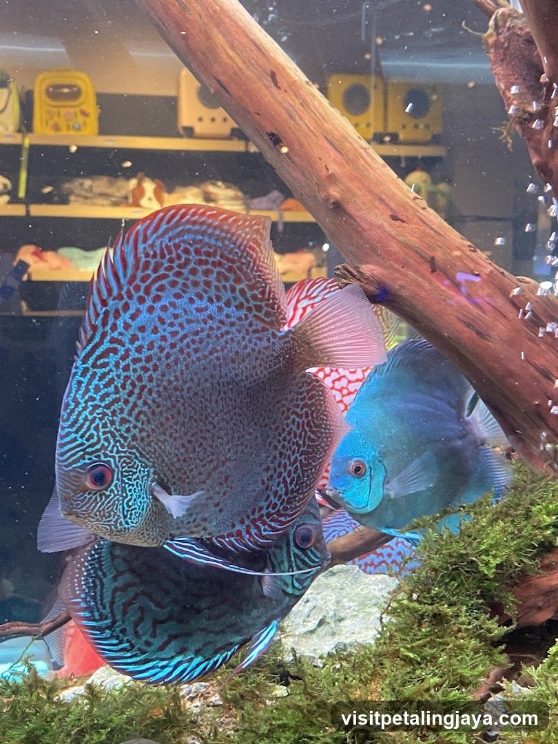 Aquarium with Discus Fish