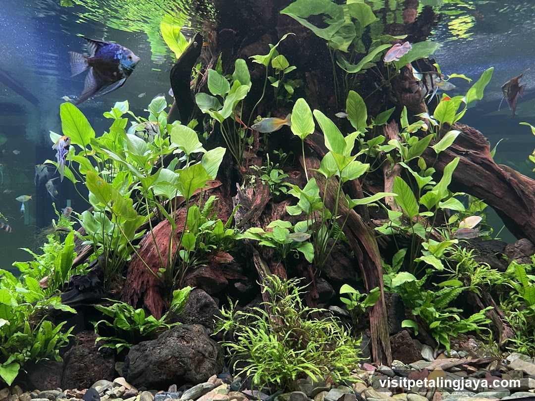 Aquarium with lush plants and fish