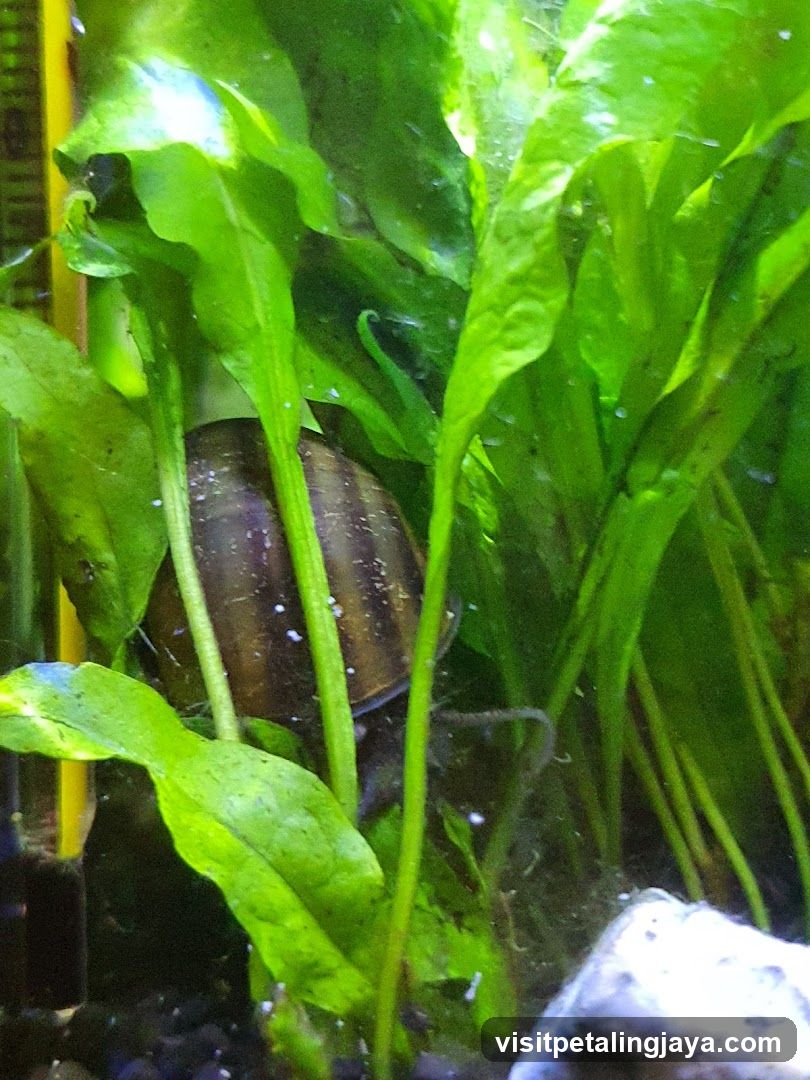 Aquarium with aquatic plants and snail