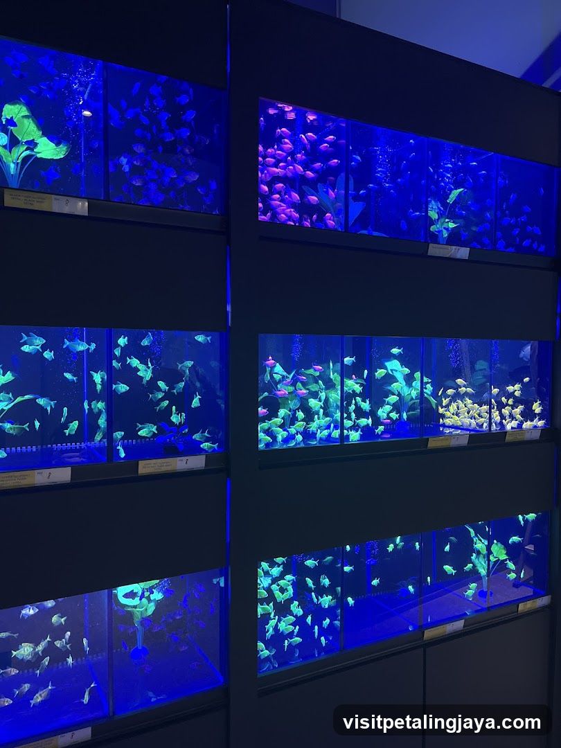 Aquarium Display Tanks