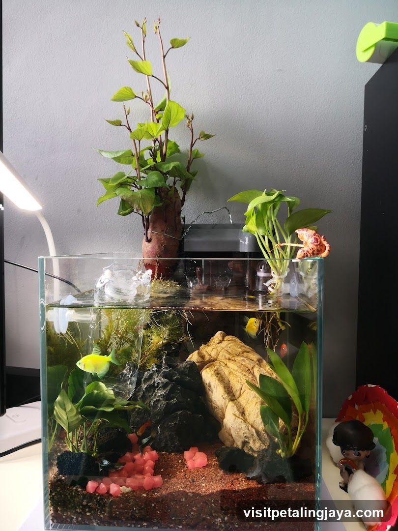 Aquarium Setup with Plants and Fish