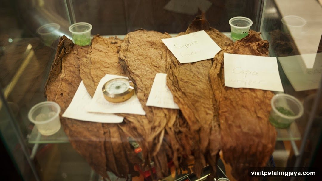 Dried Tobacco Leaves Display