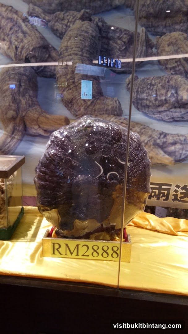 Large Dried Reishi Mushroom Display