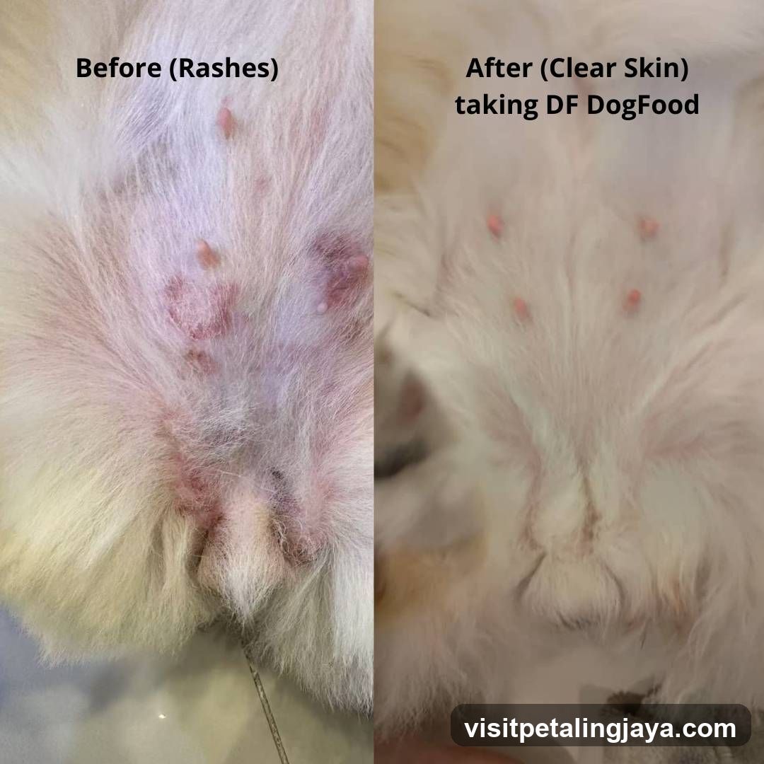 Dog Skin Condition Comparison