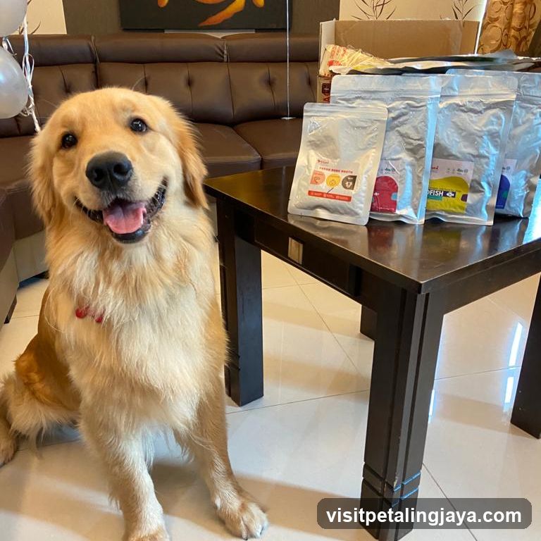 Golden Retriever with Dog Treats