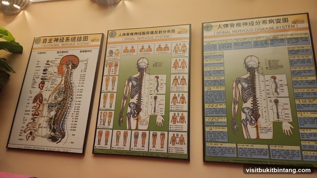 Anatomical Charts