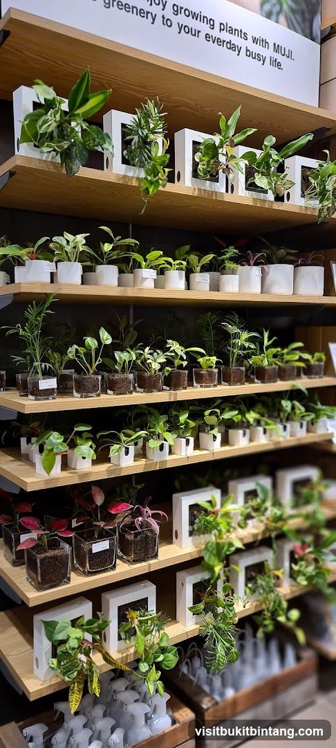 Plants on Shelves