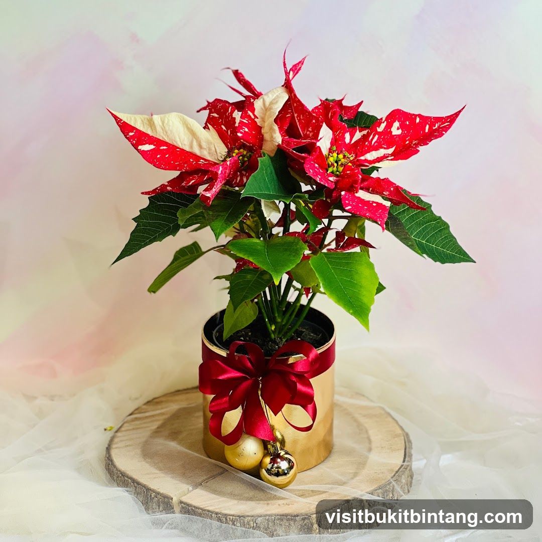Poinsettia Plant with Christmas Decorations