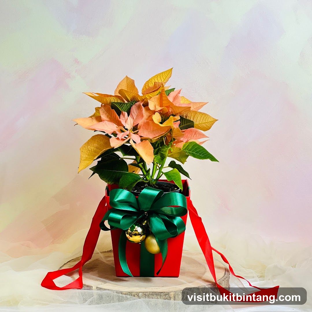 Poinsettia Plant in Gift Box