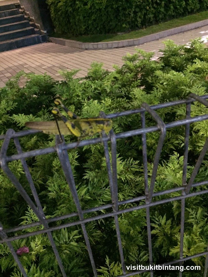 Grasshopper on a fence