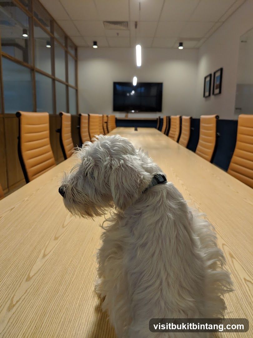 Dog in a conference room