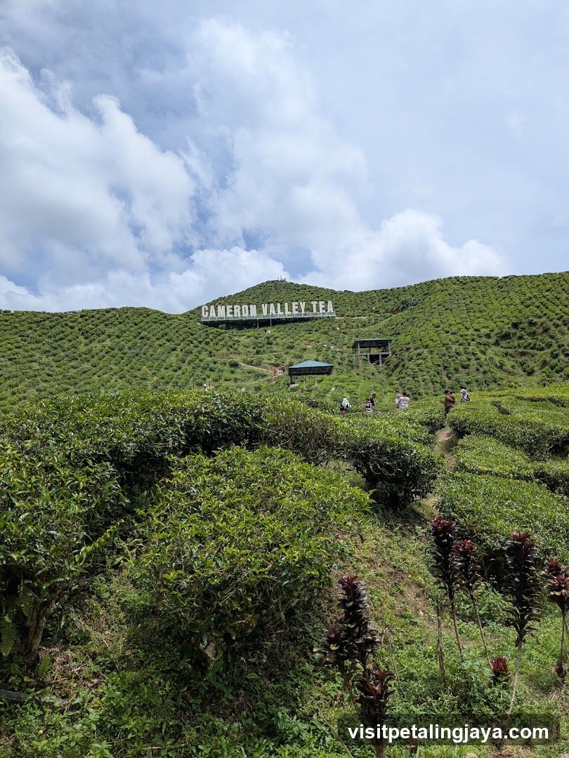 Cameron Valley Tea Plantation