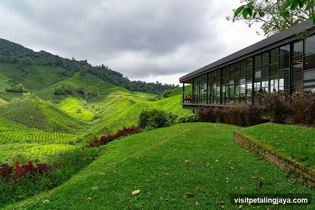 Tea plantation view with modern building