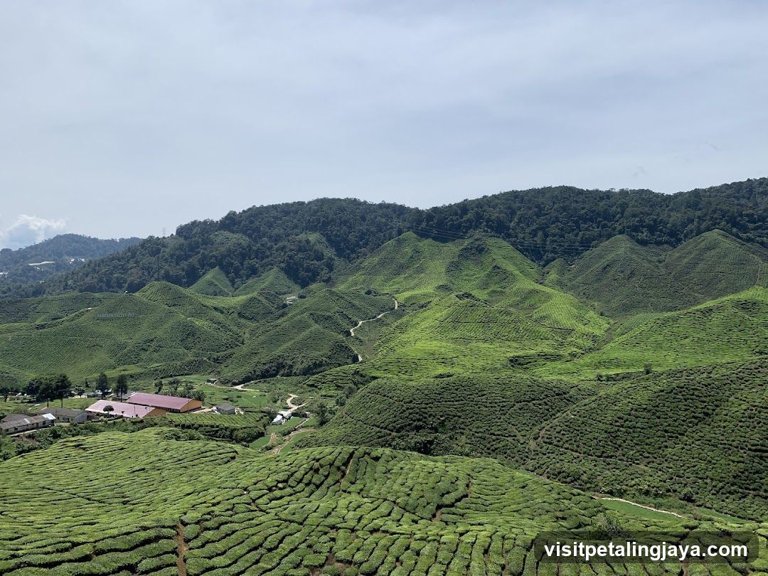 Tea Plantation Landscape