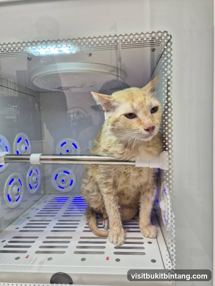THE PURANAKAN CAT GROOMING & BOARDING