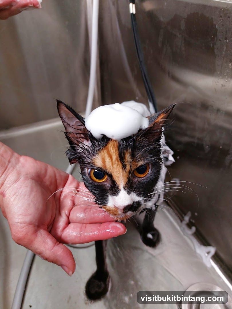 THE PURANAKAN CAT GROOMING & BOARDING