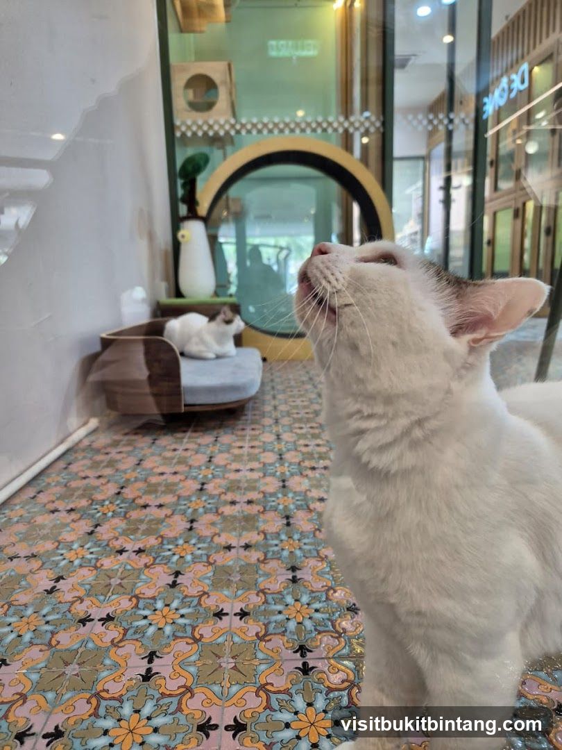THE PURANAKAN CAT GROOMING & BOARDING