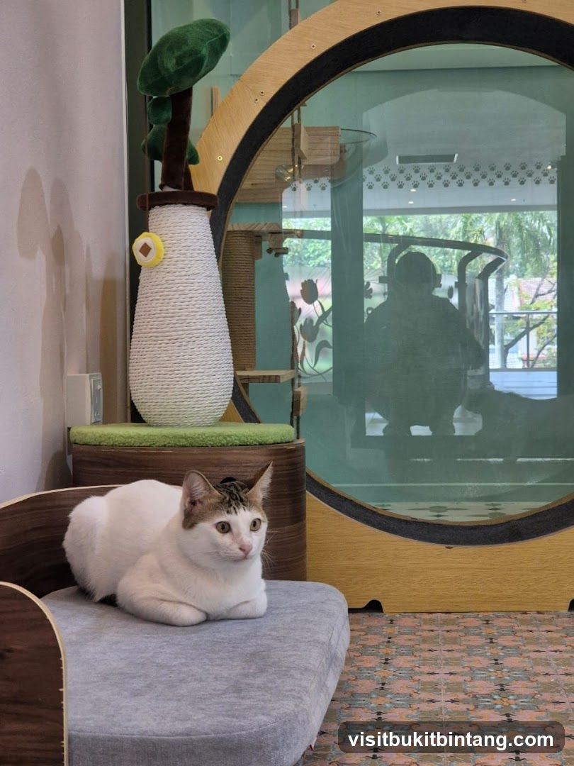 Cat resting on a cushion