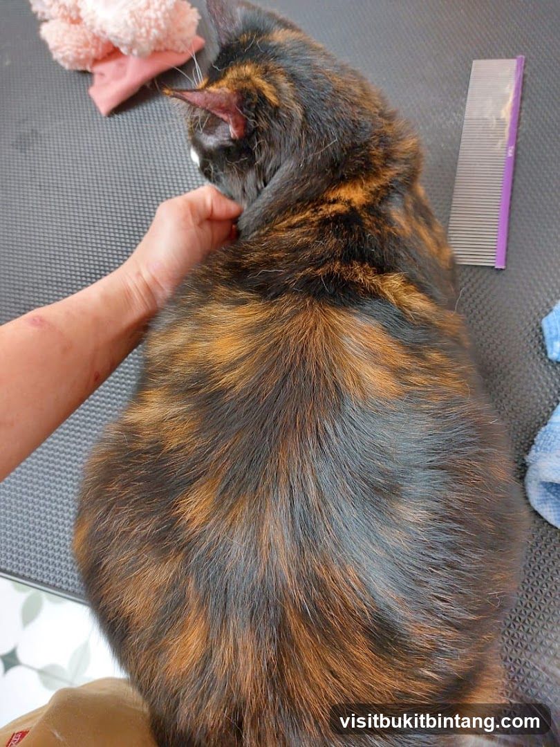 Cat grooming