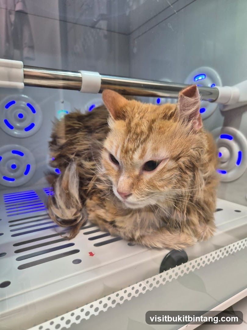 Cat in a drying box