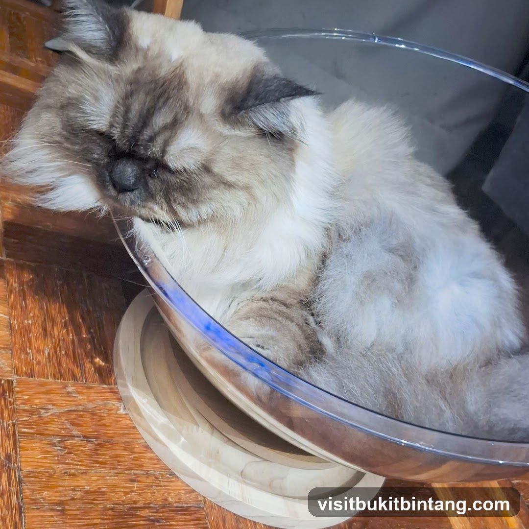 Cat sleeping in a clear bowl