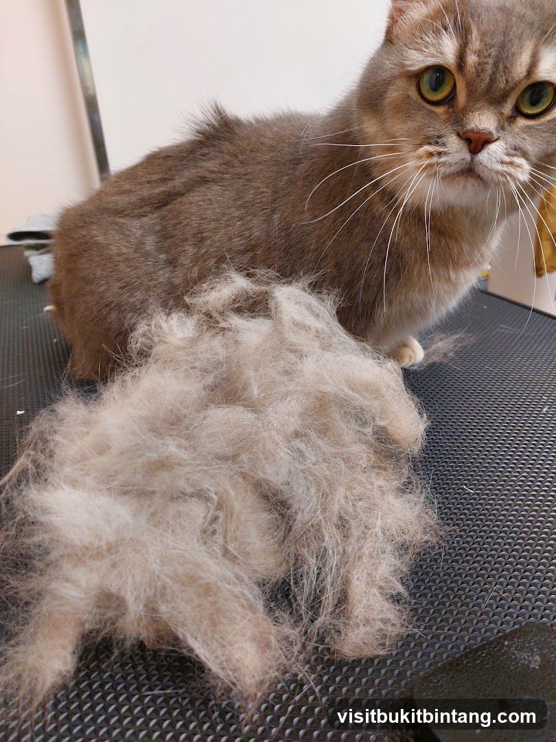 Cat Grooming