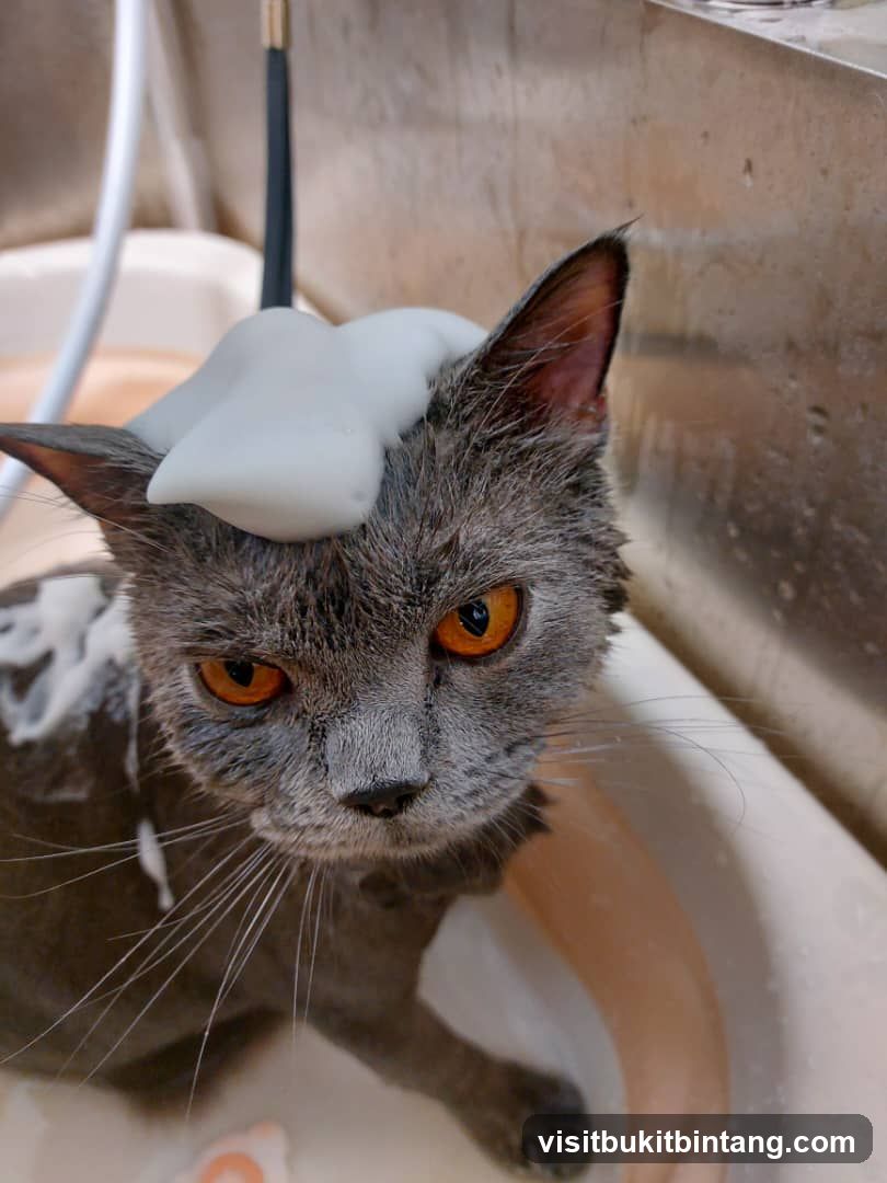 Cat getting a bath