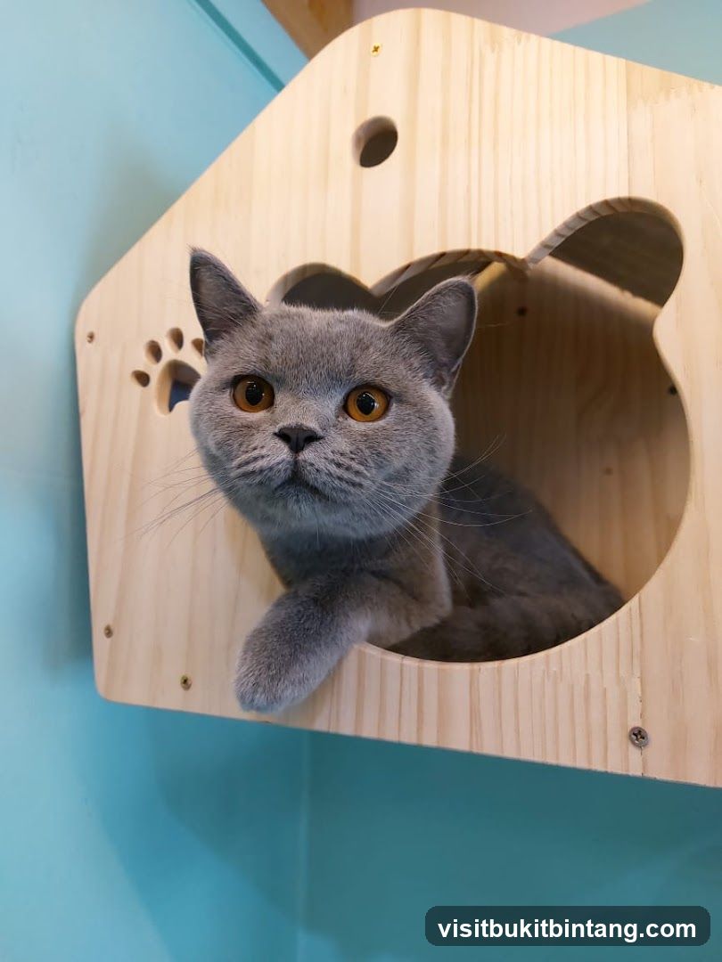 Cat in a wooden house
