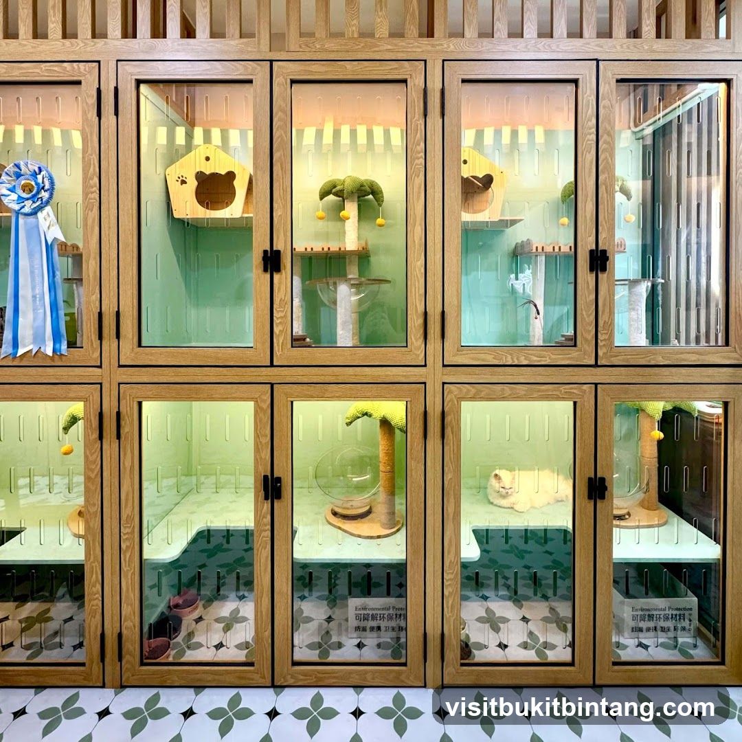 Cat Hotel Rooms