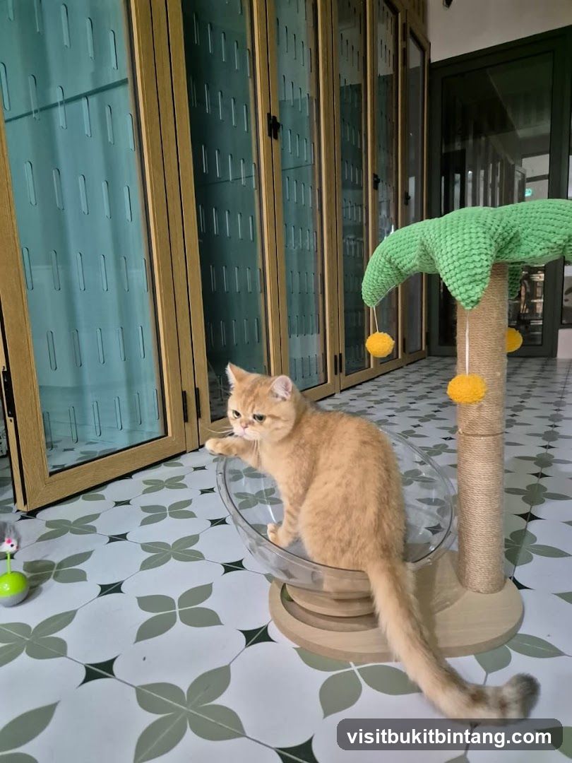 Cat in a modern room