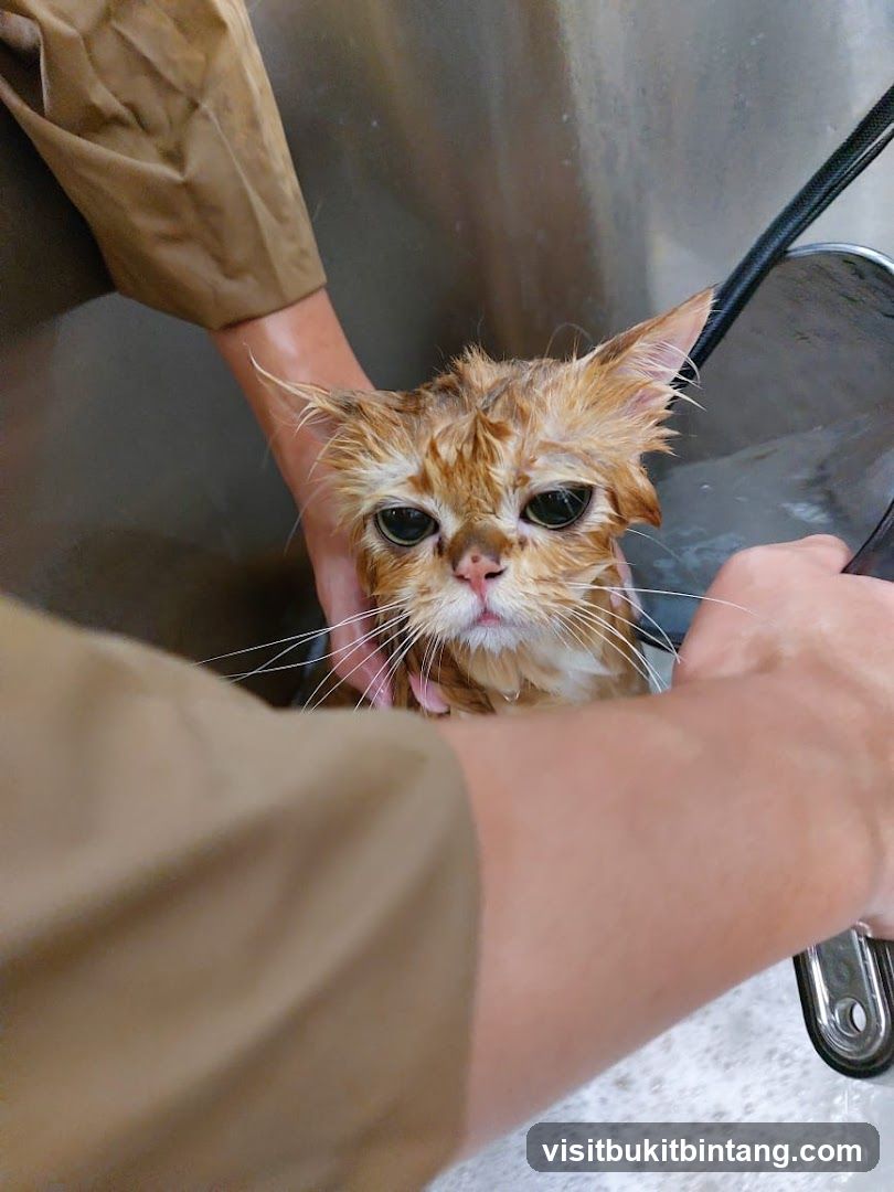 Cat being bathed