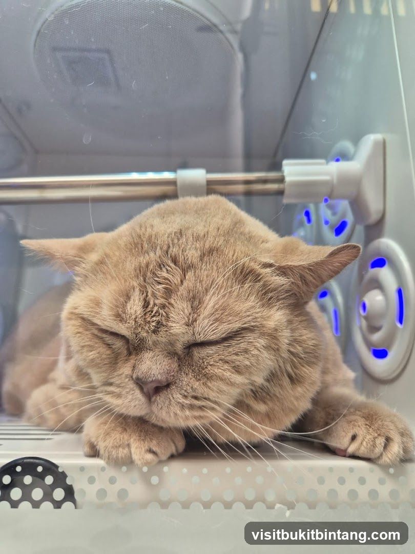 Sleeping Cat in Enclosure