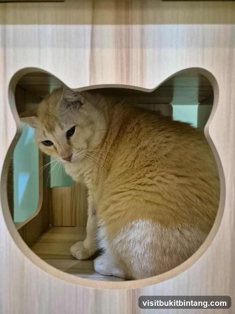 Cat in a wooden enclosure