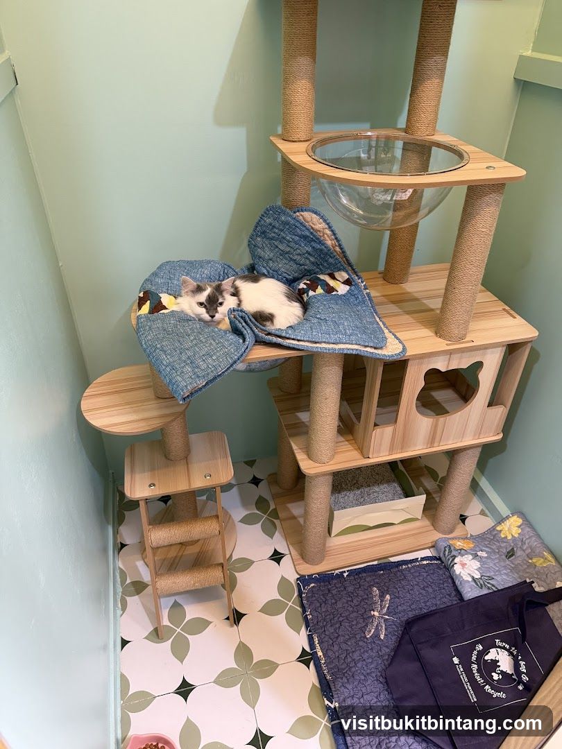 Kitten on a Cat Tree