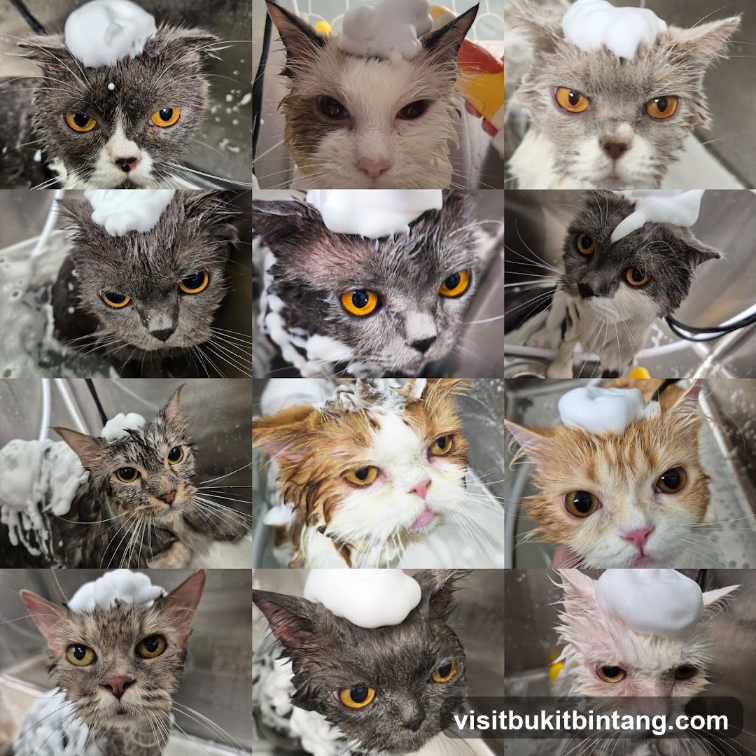 Cats Getting Washed