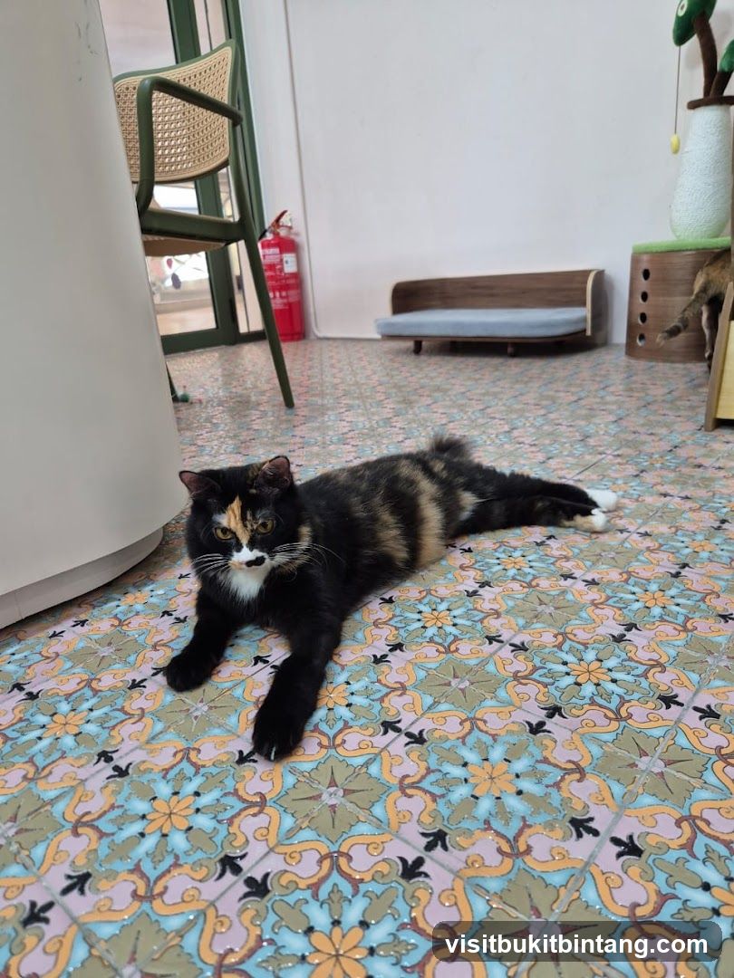 Cat lounging on patterned floor