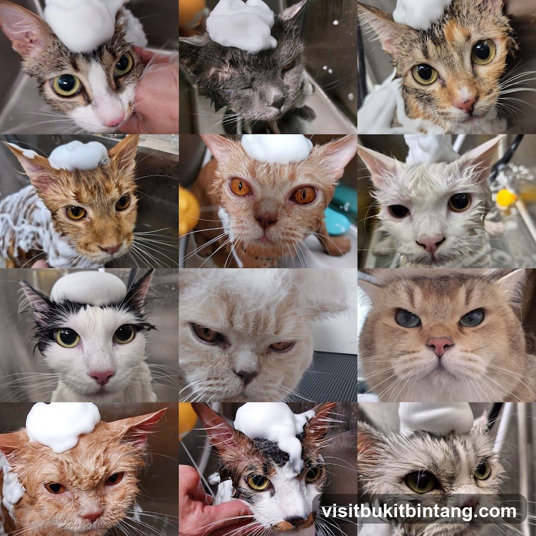 Cats being bathed