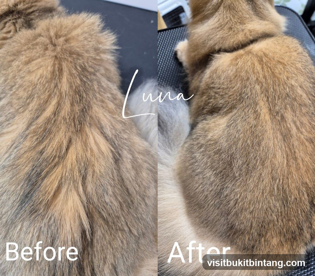 Pet Grooming Before and After