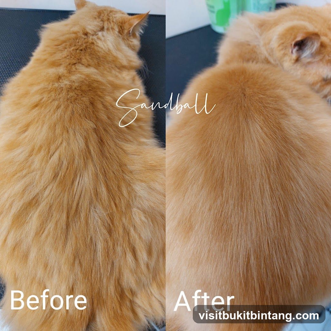 Cat Grooming Before and After