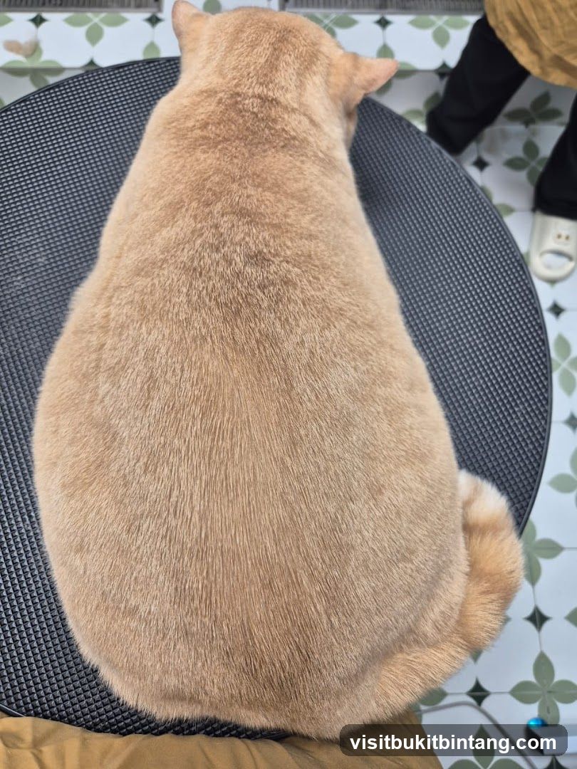 Cat on a table