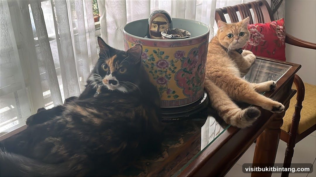 Two cats relaxing indoors