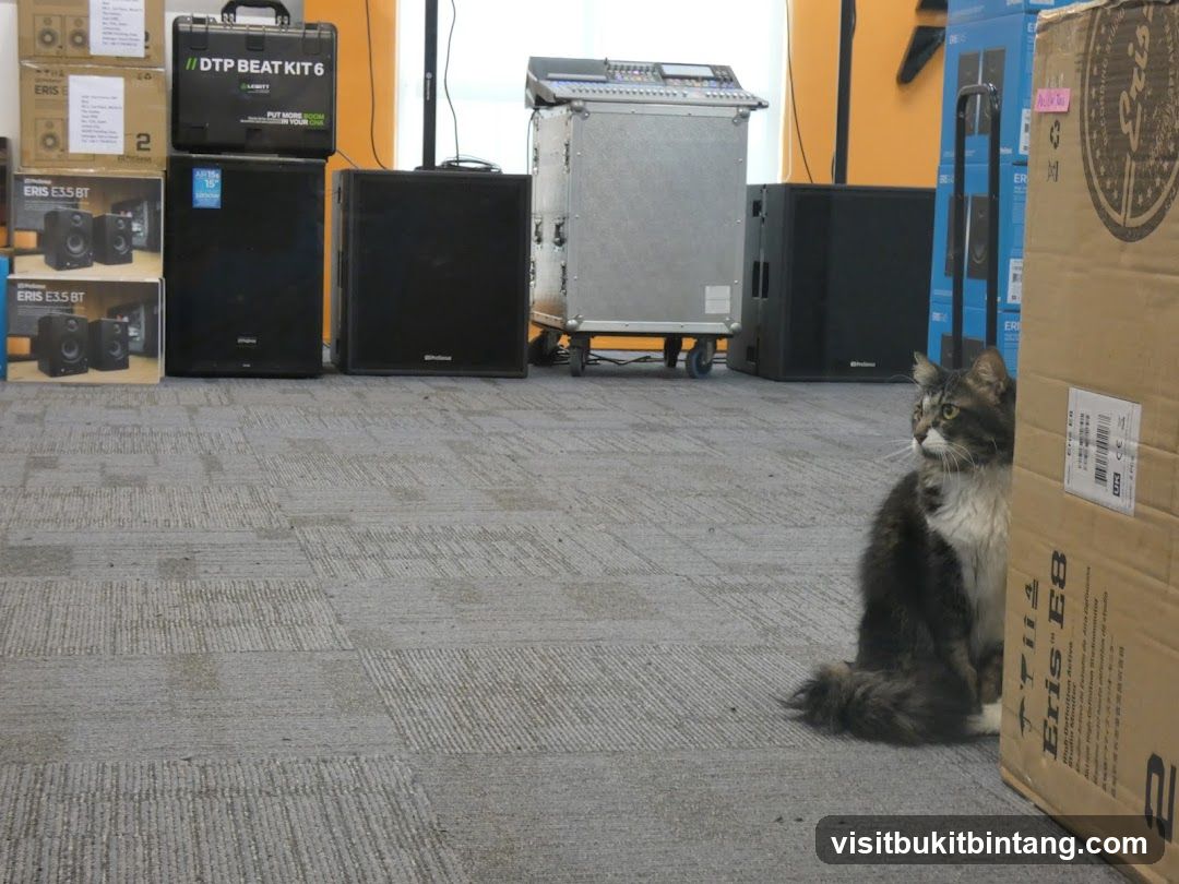 Cat and Audio Equipment