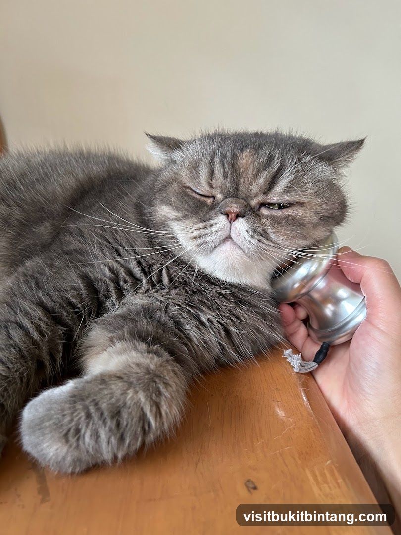 Cat with a vintage telephone receiver