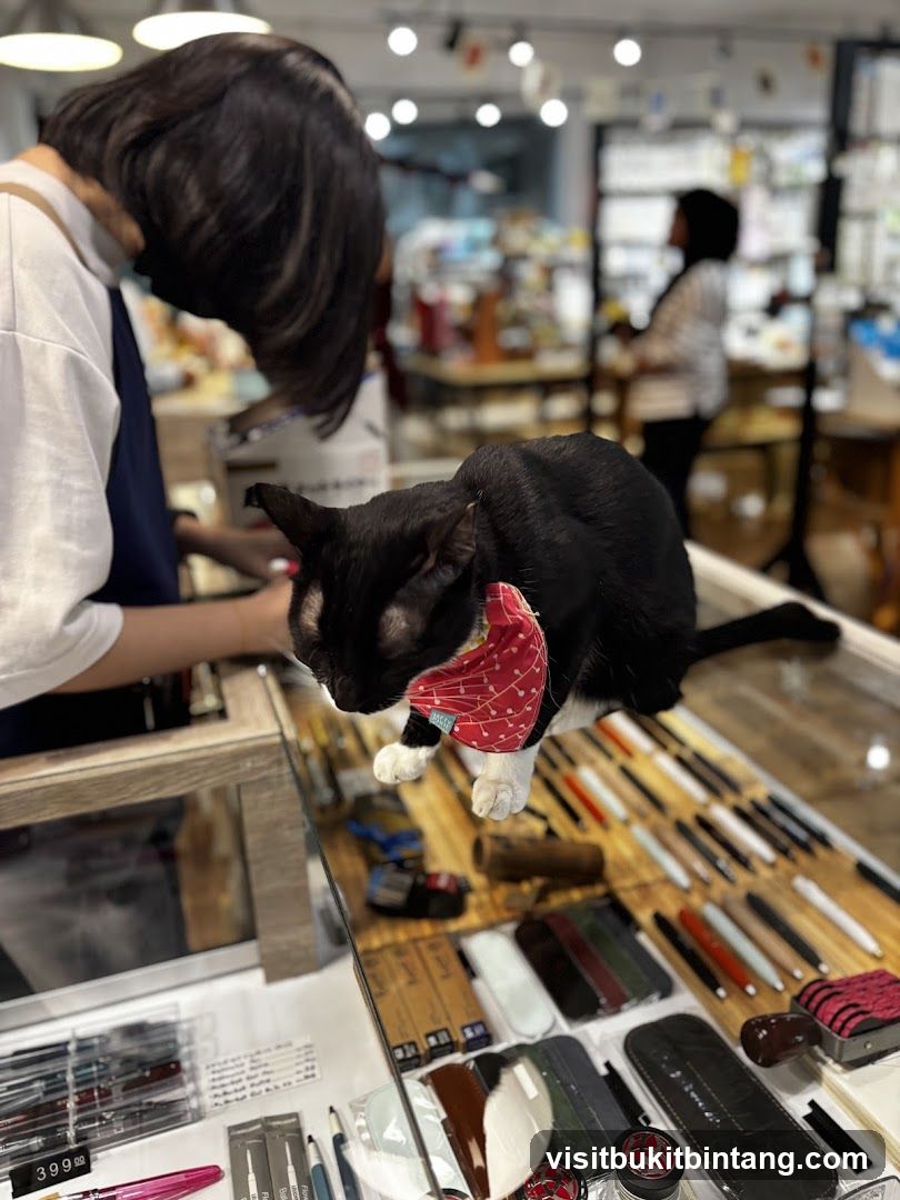 Cat in a store