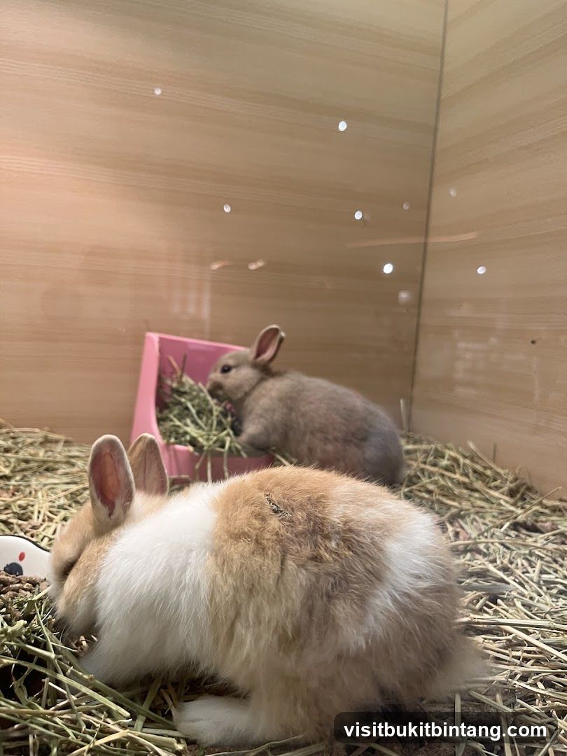 Just Pets Megastore @ IOI Mall Damansara