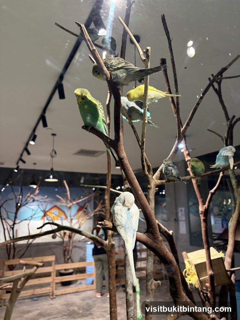 Budgies on Branches