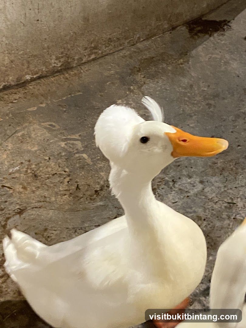 White duck with a crest